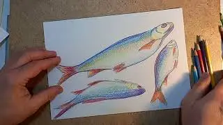 Рисую вместе со всеми.На пенсии рисовать легко! Цветные карандаши.