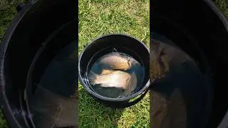 Ловля карася.Рыбалка по кайфу #fishing #рыбалка #shorts #fish