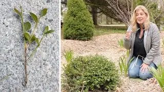 The video I never wanted to make ☠️ BOXWOOD BLIGHT! ☠️