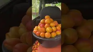 VANDERKOD OʻRIK KOʻCHATLARI KUZ MAVSUMIGA TAYOR XOLATDA #uzbekistan #rec #fruit #shortvideo