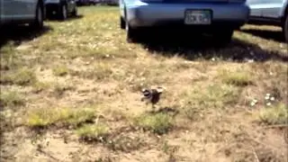 Protective Mommy Bird
