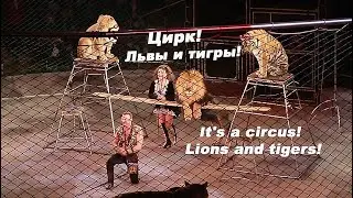 #Цирк #тигр #лев #артисты #рекомендації #рек #circus #cirque #камера #запись #развлечения #блогеры