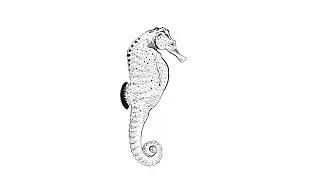 Kolay Denizatı Çizimi - Easy Seahorses Drawing - Drawing - Pen and Ink