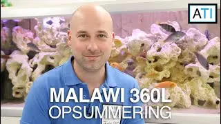 Mbuna Malawi 360 liter opsummering (Malawi cichlider)