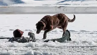 Как собака спасала своего хозяина