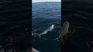 GIANT Kingfish vs Kayak Fishermen 😳  #fishing #shorts