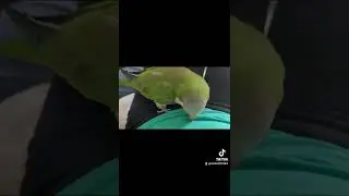 Попугай Рикки ,маникюр)