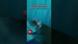 Мультфильм "Подводная братва" 2004 #shorts #фильм #кино #top #моменты