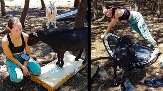 Maya builds ANOTHER trampoline for the goats at Alveus
