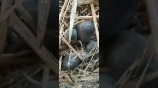 TODAY MUSHROOMS 7-11-2021 ||SNV MUSHROOMS || PADDY MUSHROOMS