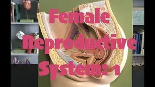 Female Reproductive System: 1