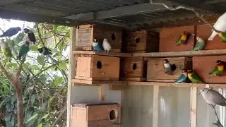 Produção de agapornes meus primeiros viveiros