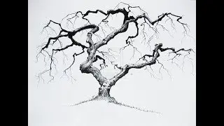 Tree holes