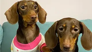 BEST DOGS OF TIKTOK COMPILATION || Part 1