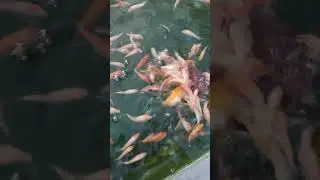 Вот такой аппетит у мальков карпа Кои