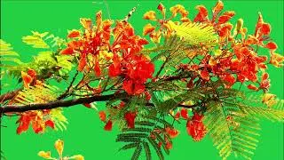 Tree green screen video, Green screen tree, tree green screen effect kinemaster, P-57
