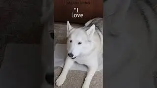Husky Talking Compilation (She Can Speak English CLEARLY!) #Shorts #husky #siberianhusky #dog