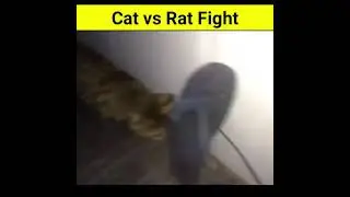 Cat Vs Rat Fight🤣 #shorts
