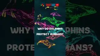 🐬 Why do dolphins protect humans?