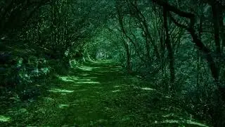Forest Path Trail Magic Dream Relax Nature 