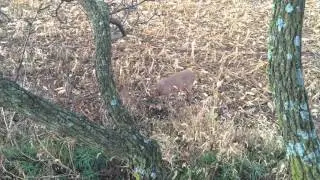 Nice Iowa buck responds to the rattling horns