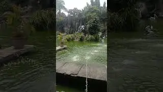 Angsa berenang #ragunan #zoo #animals