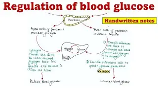 Regulation of blood glucose | Handwritten notes