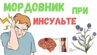 Мордовник: лечебные свойства, цена и способы приготовления, польза и противопоказания.