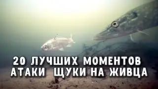 20 лучших моментов атаки щуки на живца