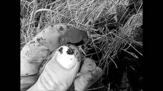 Конёво 3