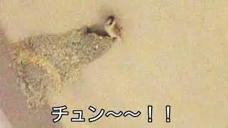 コシアカツバメさんの巣が乗っ取られました
