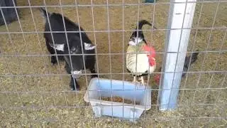 Cockfight at DRHS