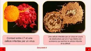 Réponses immunitaires : exercice 03 pour les 3 année du collège