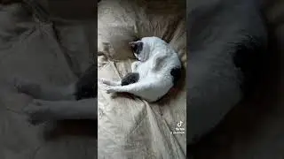 Две кошки и один кот# Улеглась Касюся спать ! #