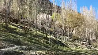 Himalian Ibexes wandering in GHULKIN