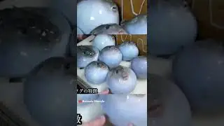 Fuffer fish #shorts