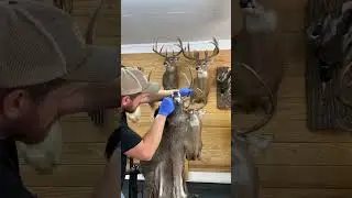 Velvet Buck Killed In Winter