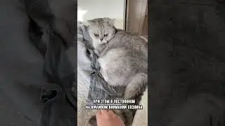 Никогда не делай эти вещи, чтобы не разбить сердце твоему котику #коты #котики #кот