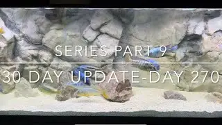 African cichlids 30 day progress series part 9 day 270