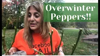 Overwintering Peppers: And Hold the Line!!
