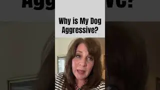Why is My Dog Aggressive? #dogshorts #dogaggression #aggressivedogtraining #stopdogaggression