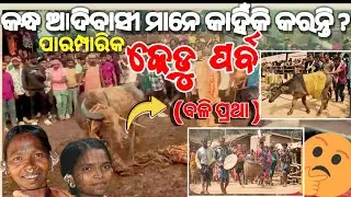କନ୍ଧମାଳ ରେ କେଡୁ ପର୍ବ ।। ମେରିଆ ପର୍ବ !! ପାରମ୍ପାରିକ ବଳି ପ୍ରଥା !! KANDHAMAL FAMOUS KEDU FESTIVAL