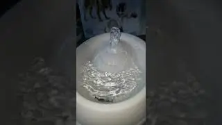 Бенгальские коты и фонтан-поилка