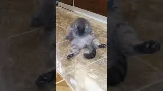жирный кот лижет свой живот