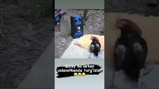 funny chiken