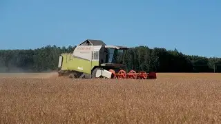 Уборочная в разгаре. 23 08 2024
