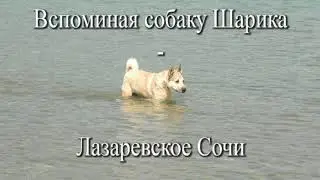 Вспоминая собаку Шарика - Лазаревское Сочи