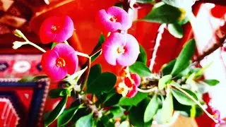 TİKANLAR TACI GÜLÜM.🌺😍
