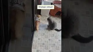 #котики