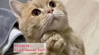 Ах, какая женщина!!! #любовьспасетмир #приколысживотными #cat #смешныекоты #котыприколы #кошки #love